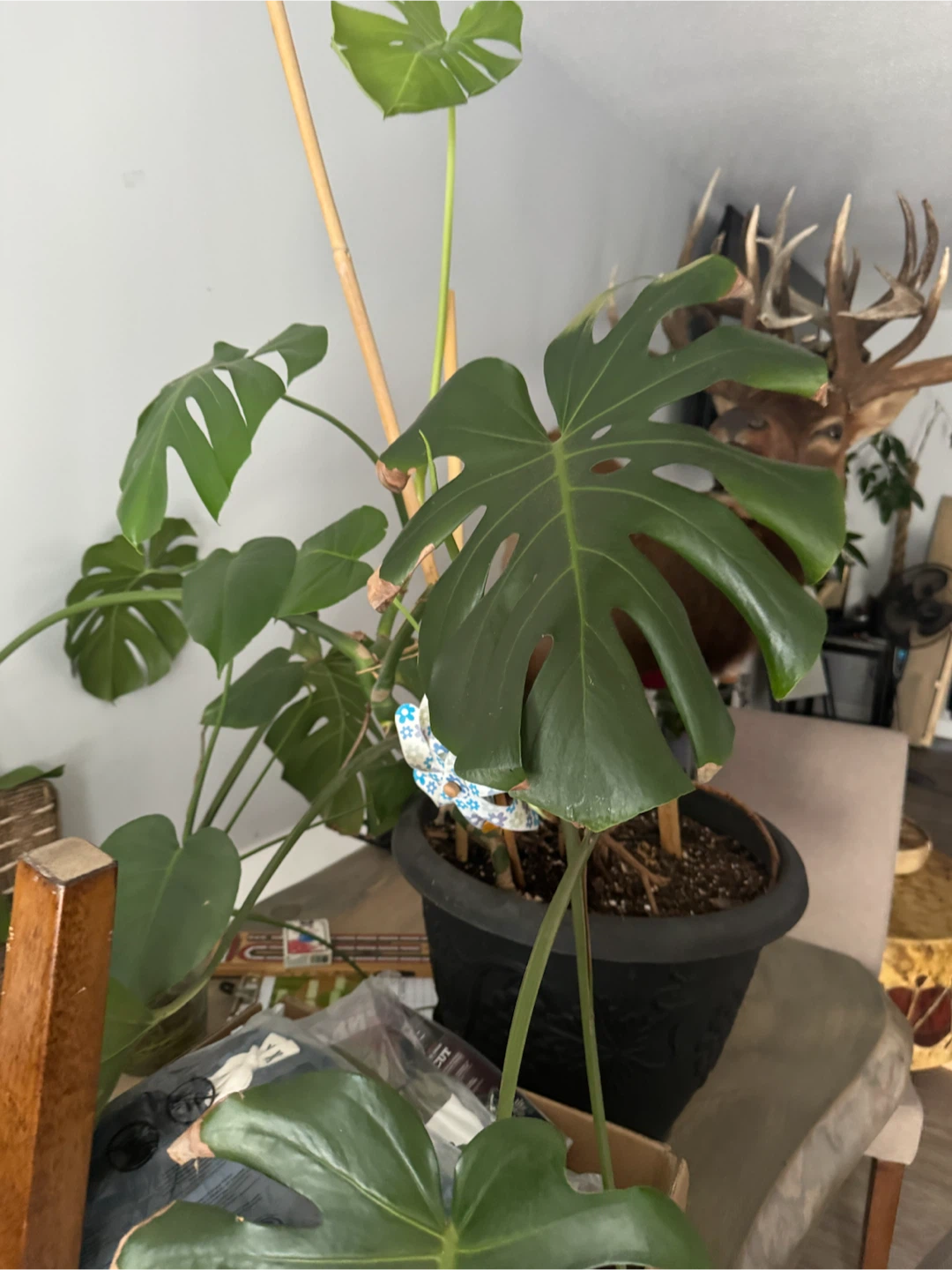Monstera Deliciosa Houseplant