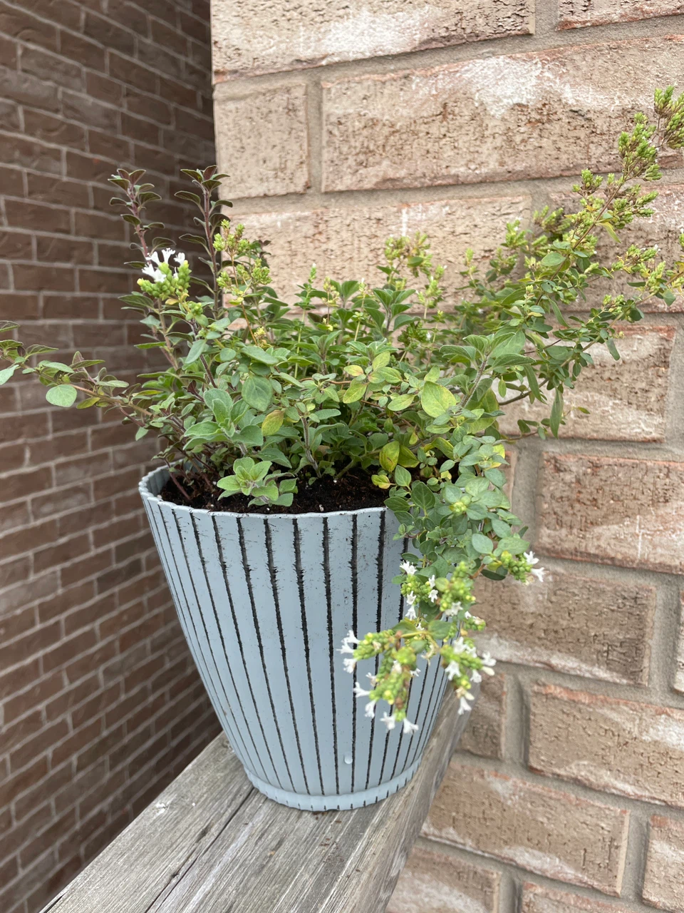 Potted Oregano Herb Plant