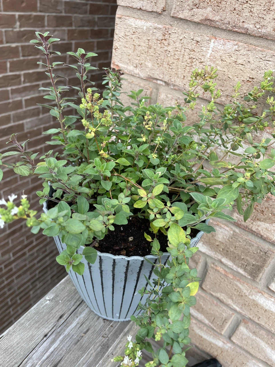 Potted Oregano Herb Plant - photo 2