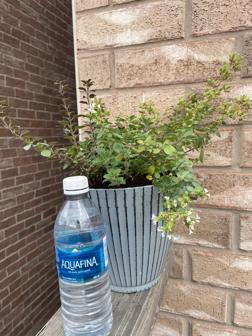 Potted Oregano Herb Plant - photo 3