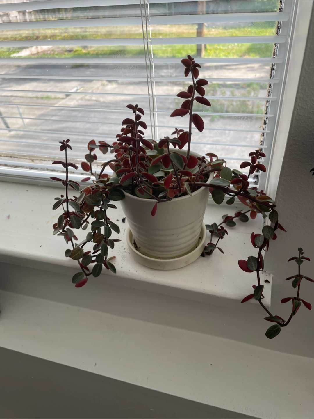 Peperomia Plant 🏈