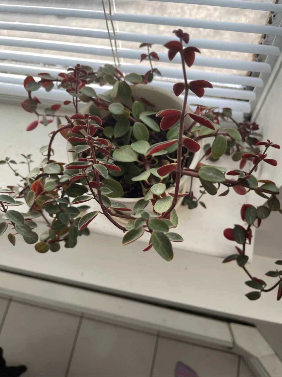 Peperomia Plant 🏈 - photo 2