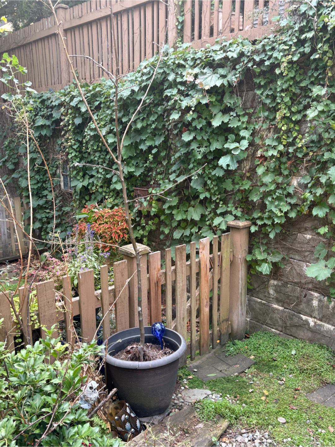 Potted apple  tree in a large plastic container