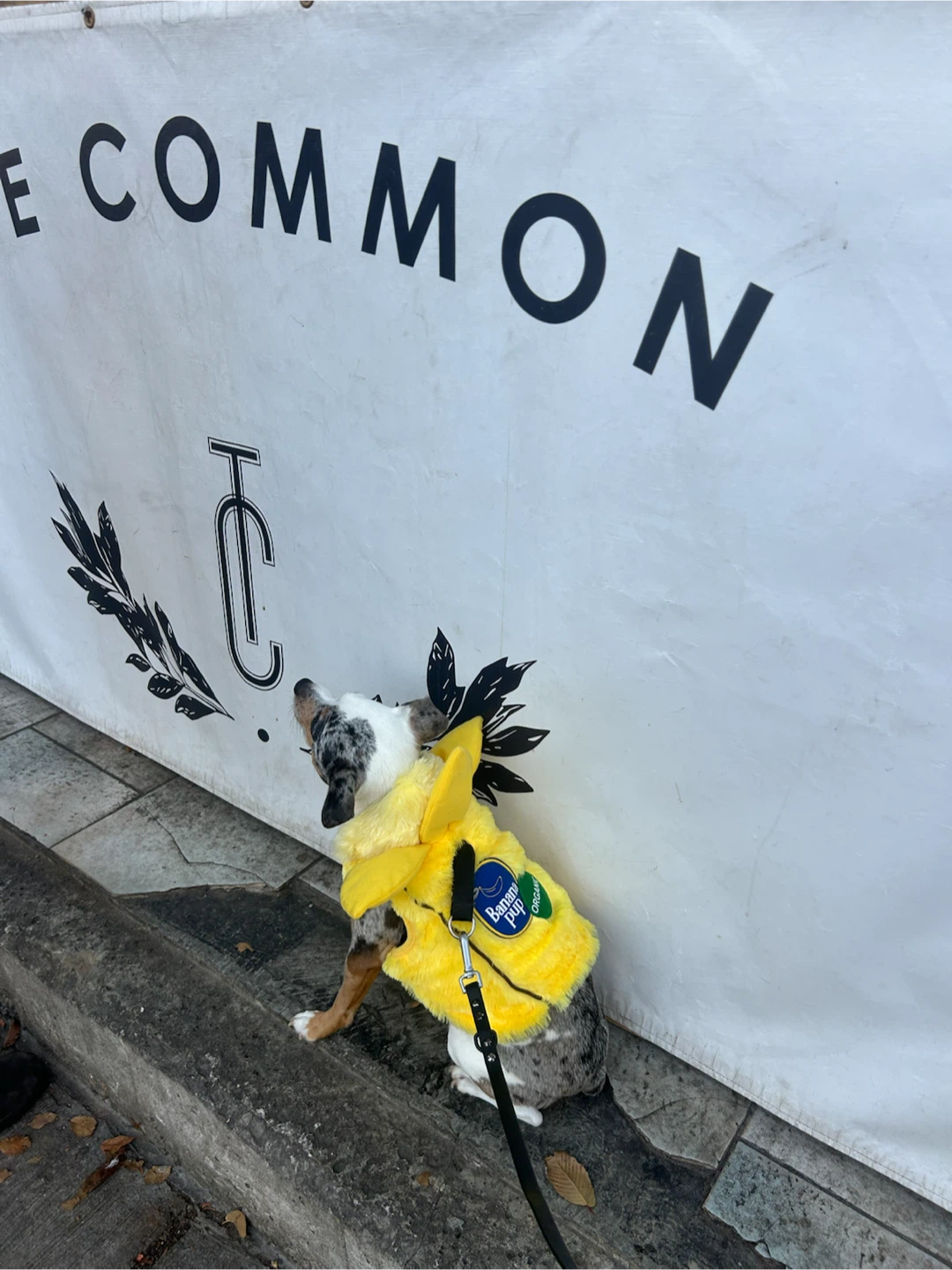 Banana dog halloween costume