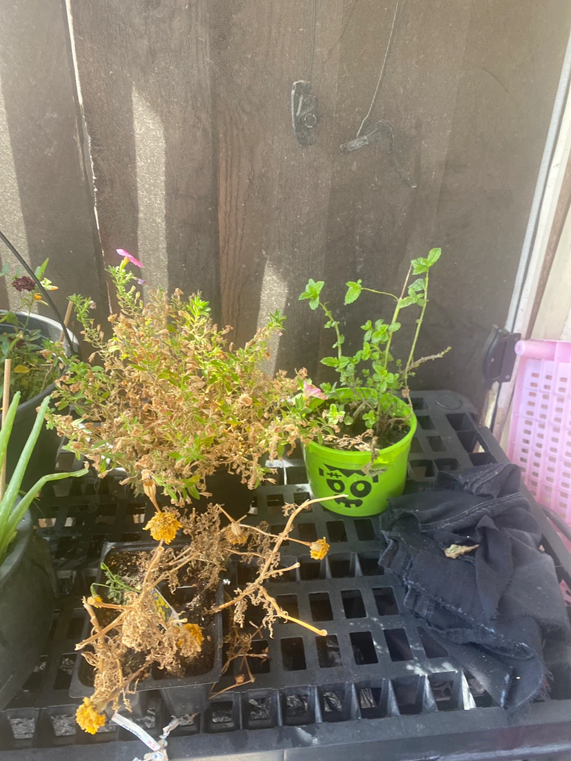 Plants