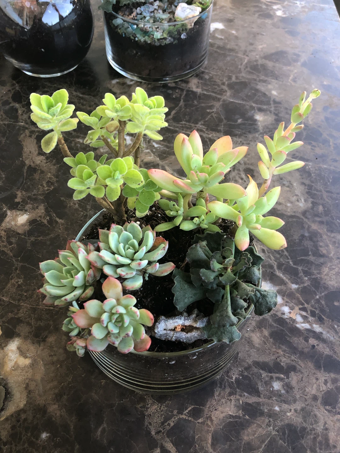 Assorted Succulent Garden in Glass Bowl