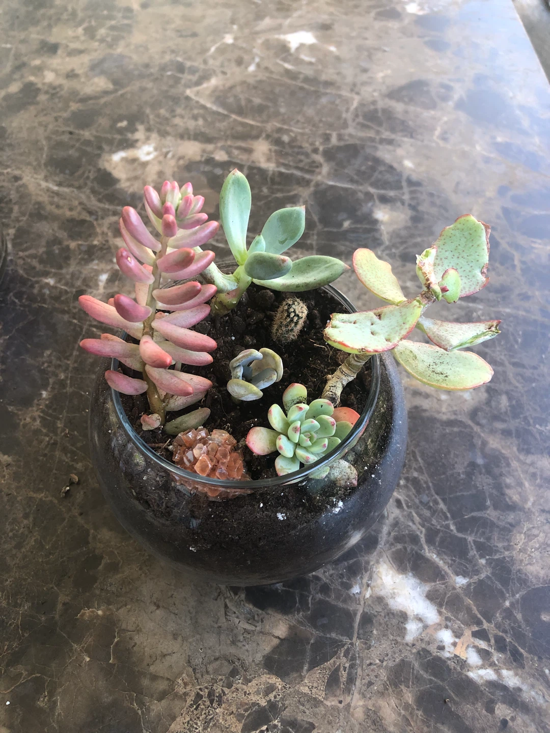Assorted Succulent Plant Arrangement in Glass Bowl