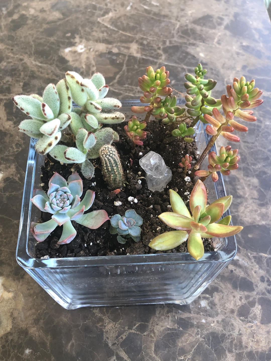 Succulent Planter in Glass Pot