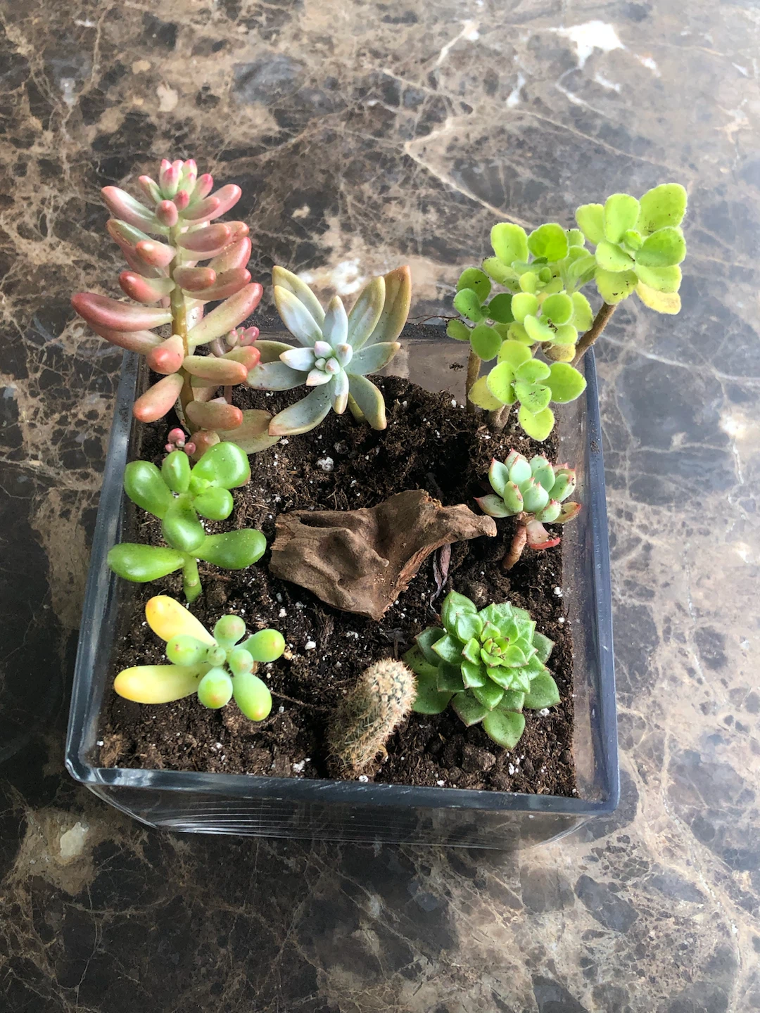 Assorted Succulent Garden in Glass Planter