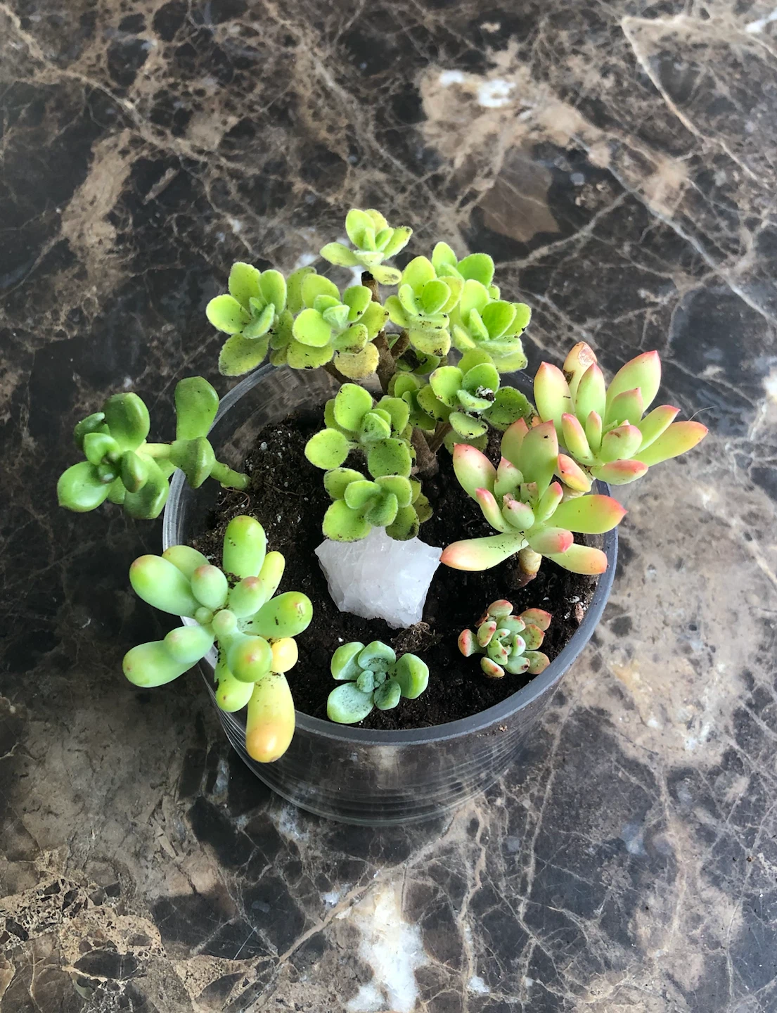 Assorted Succulent Arrangement in Clear Planter