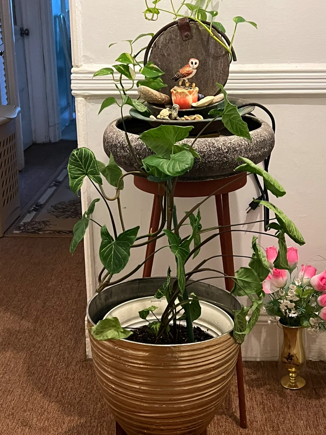 Healthy Syngonium Podophyllum big leaves Plant