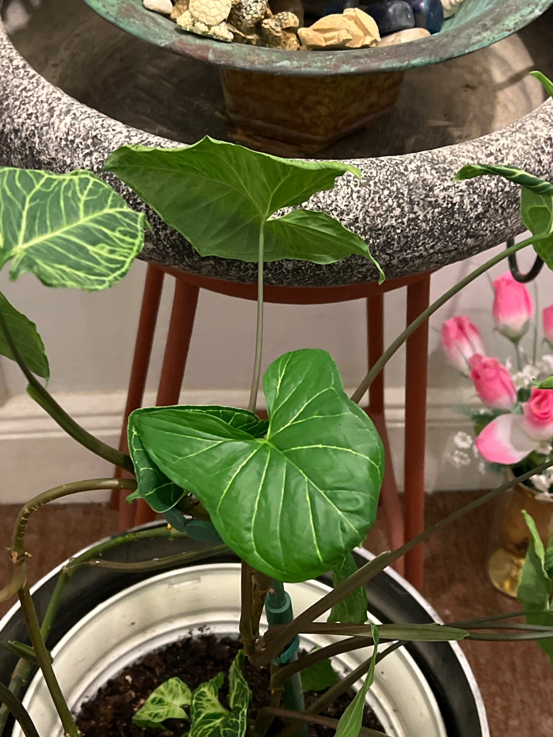 Healthy Syngonium Podophyllum big leaves Plant - photo 4