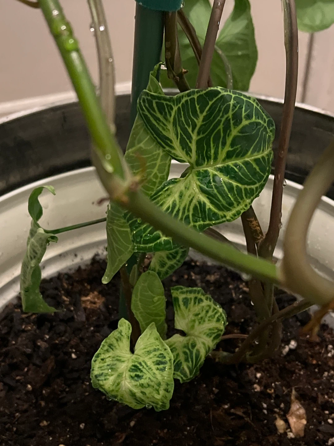 Healthy Syngonium Podophyllum big leaves Plant - photo 2