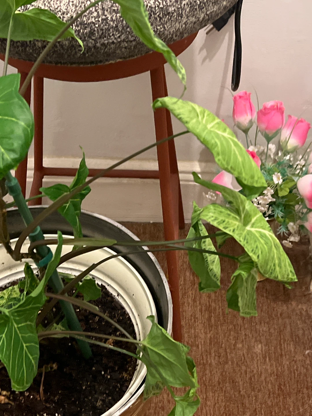 Healthy Syngonium Podophyllum big leaves Plant - photo 3