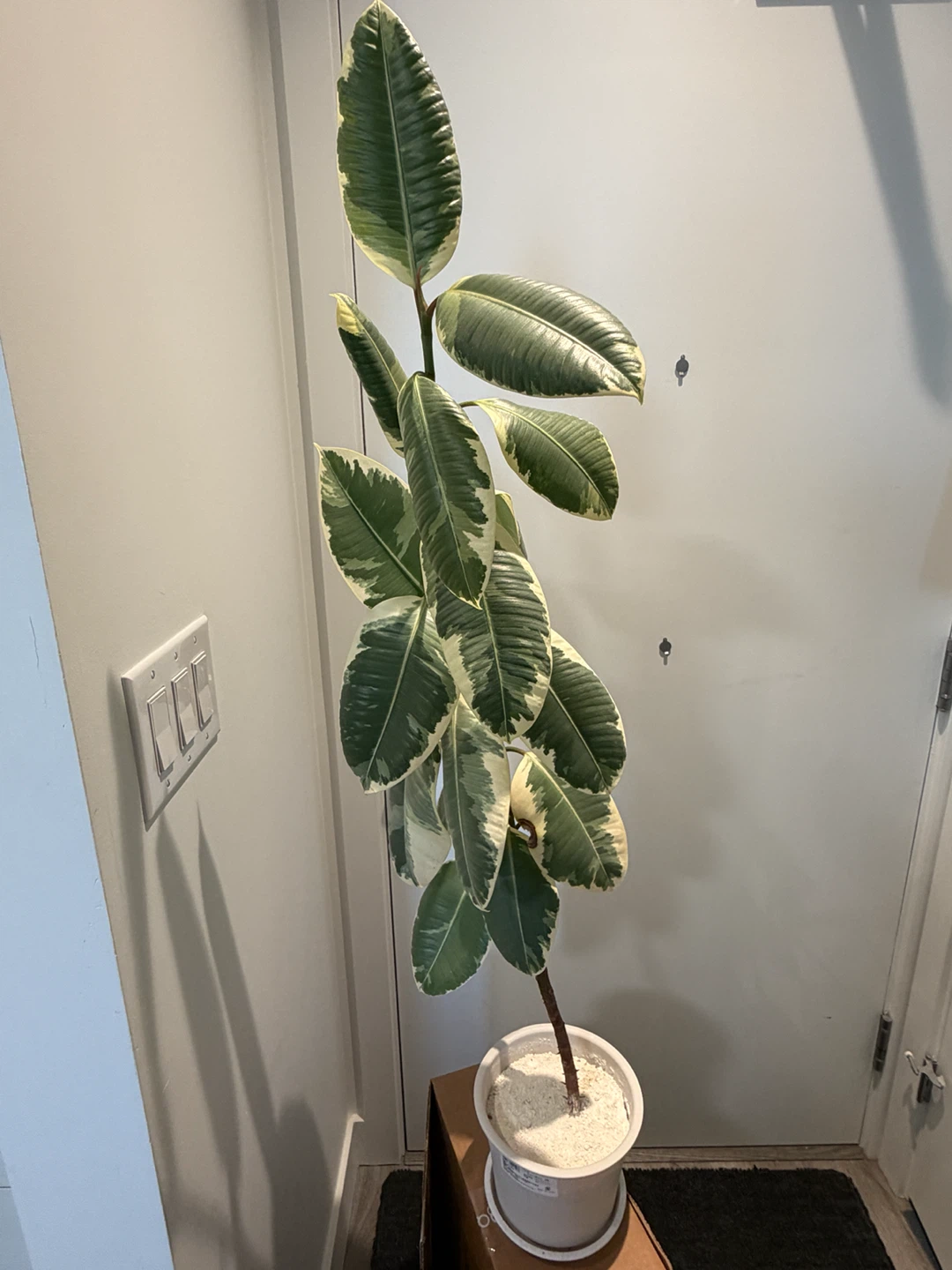 Rubber Plant