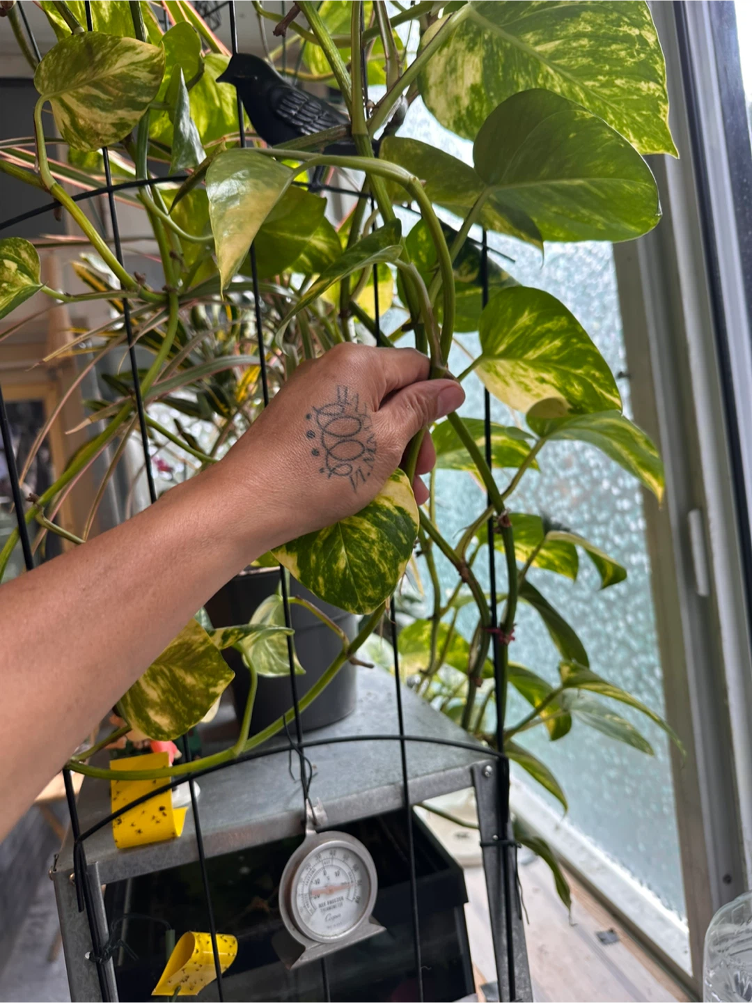 Variegated Pothos CUTTINGS!