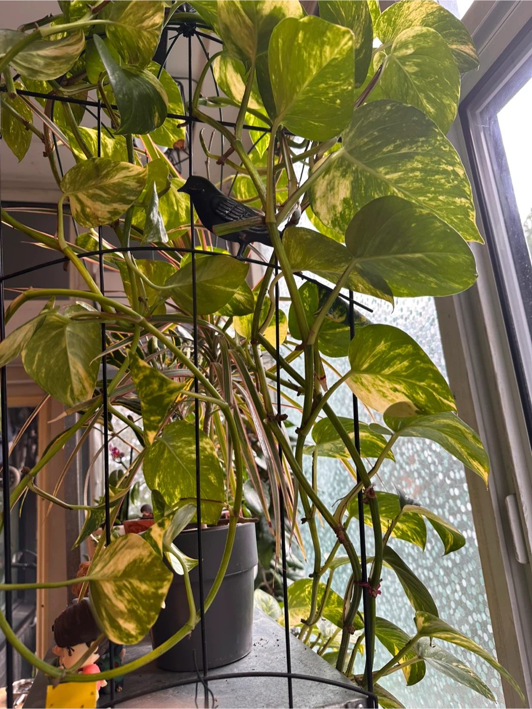 Variegated Pothos CUTTINGS! - photo 3