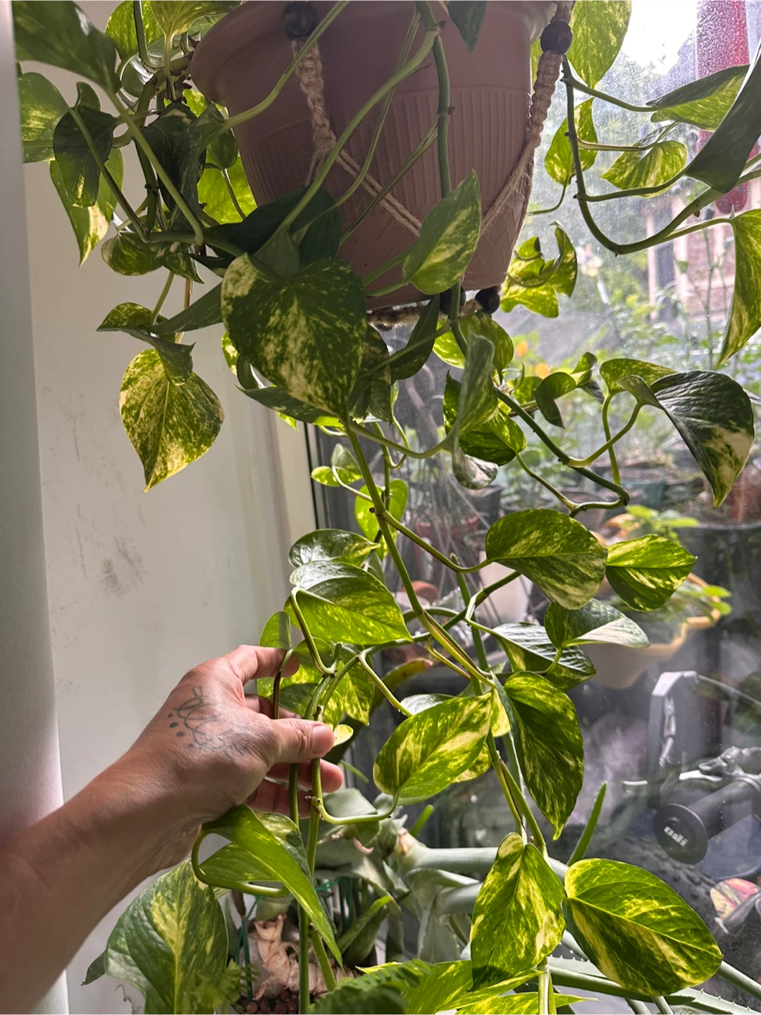 Variegated Pothos CUTTINGS! - photo 4