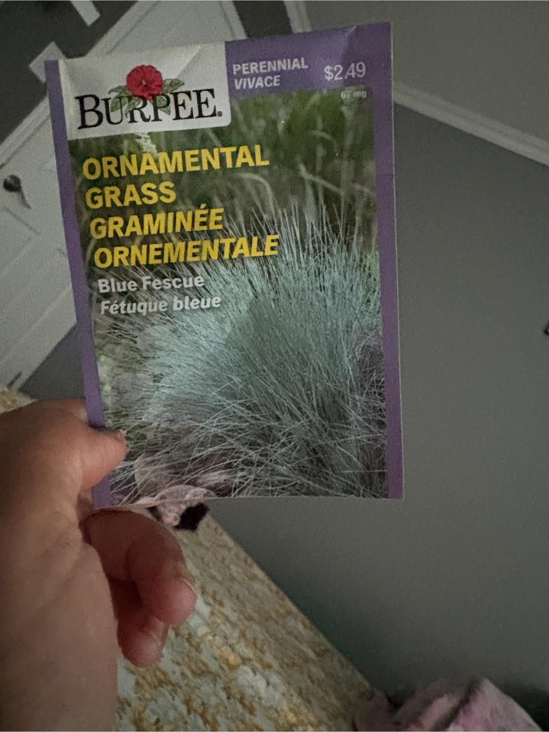 Burpee Ornamental Grass Blue Fescue Seeds