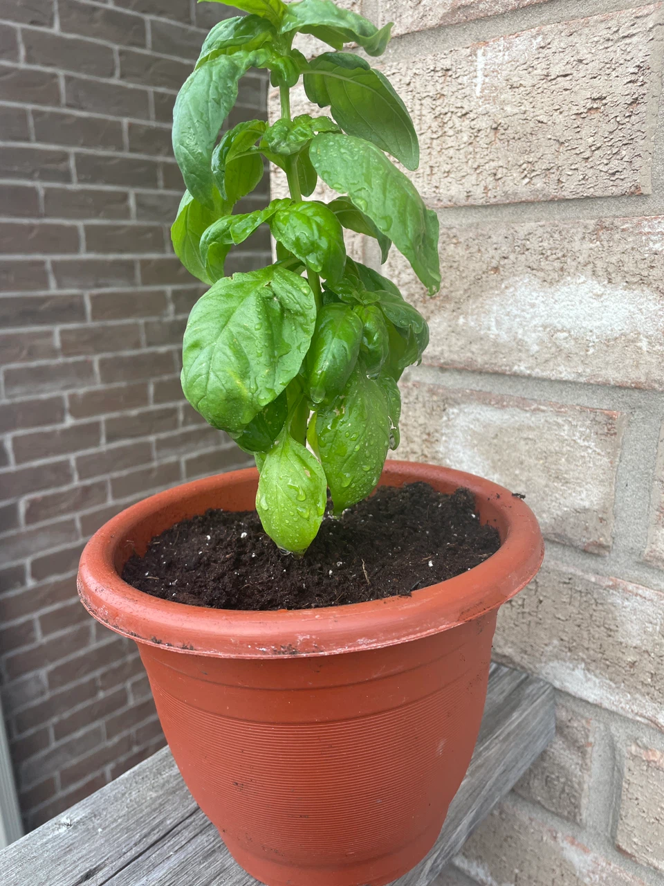 Potted Basil Plant