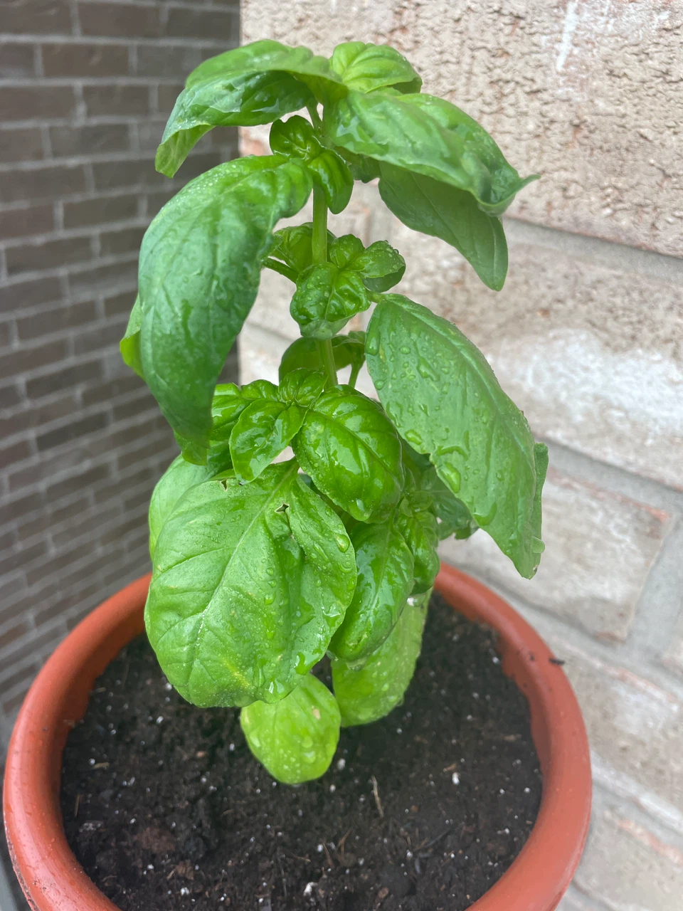 Potted Basil Plant - photo 2