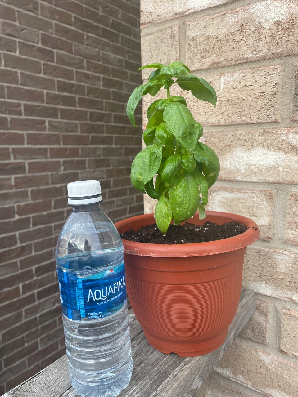 Potted Basil Plant - photo 3