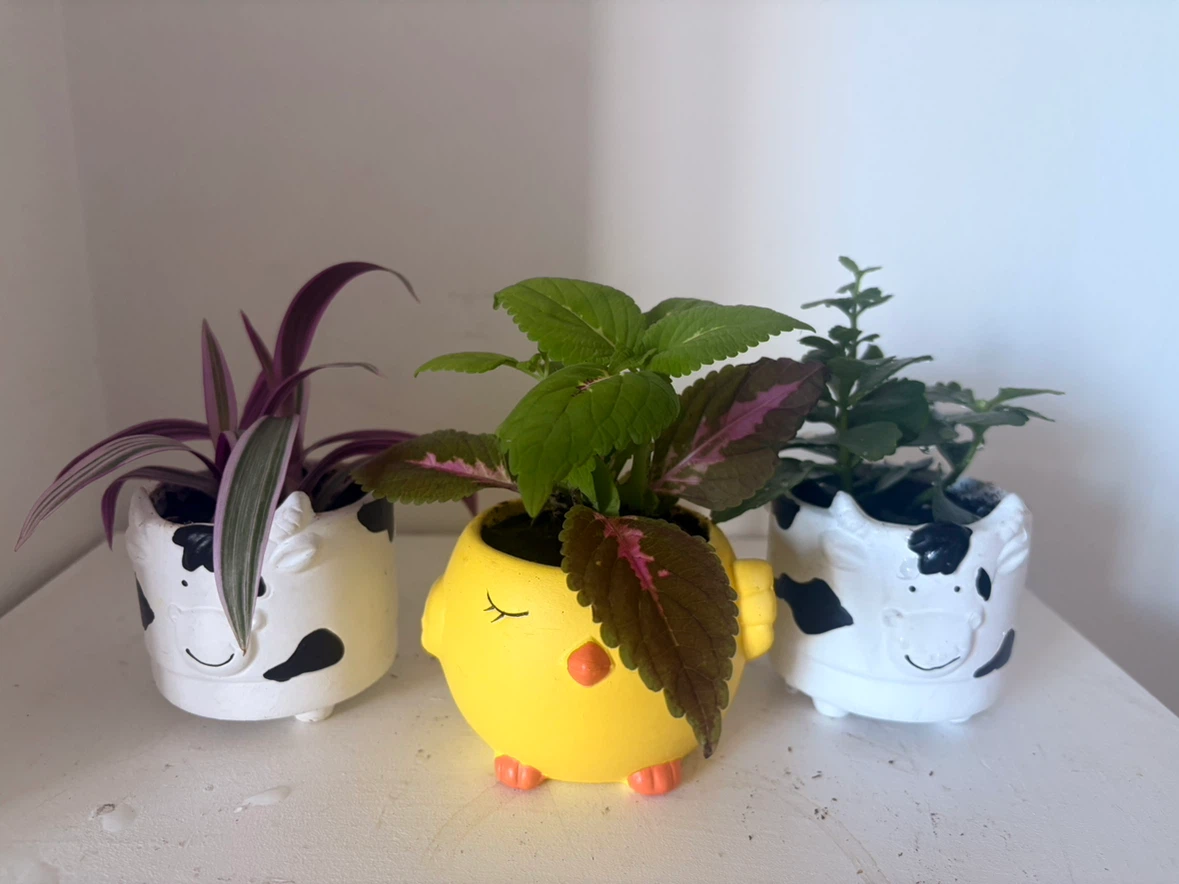 Set of 3 Small Potted Plants💓each one is $10