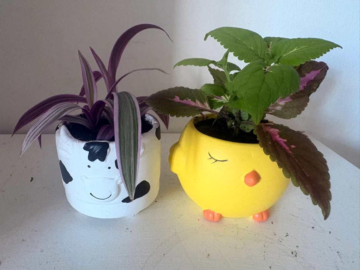 Set of 3 Small Potted Plants💓each one is $10 - photo 2