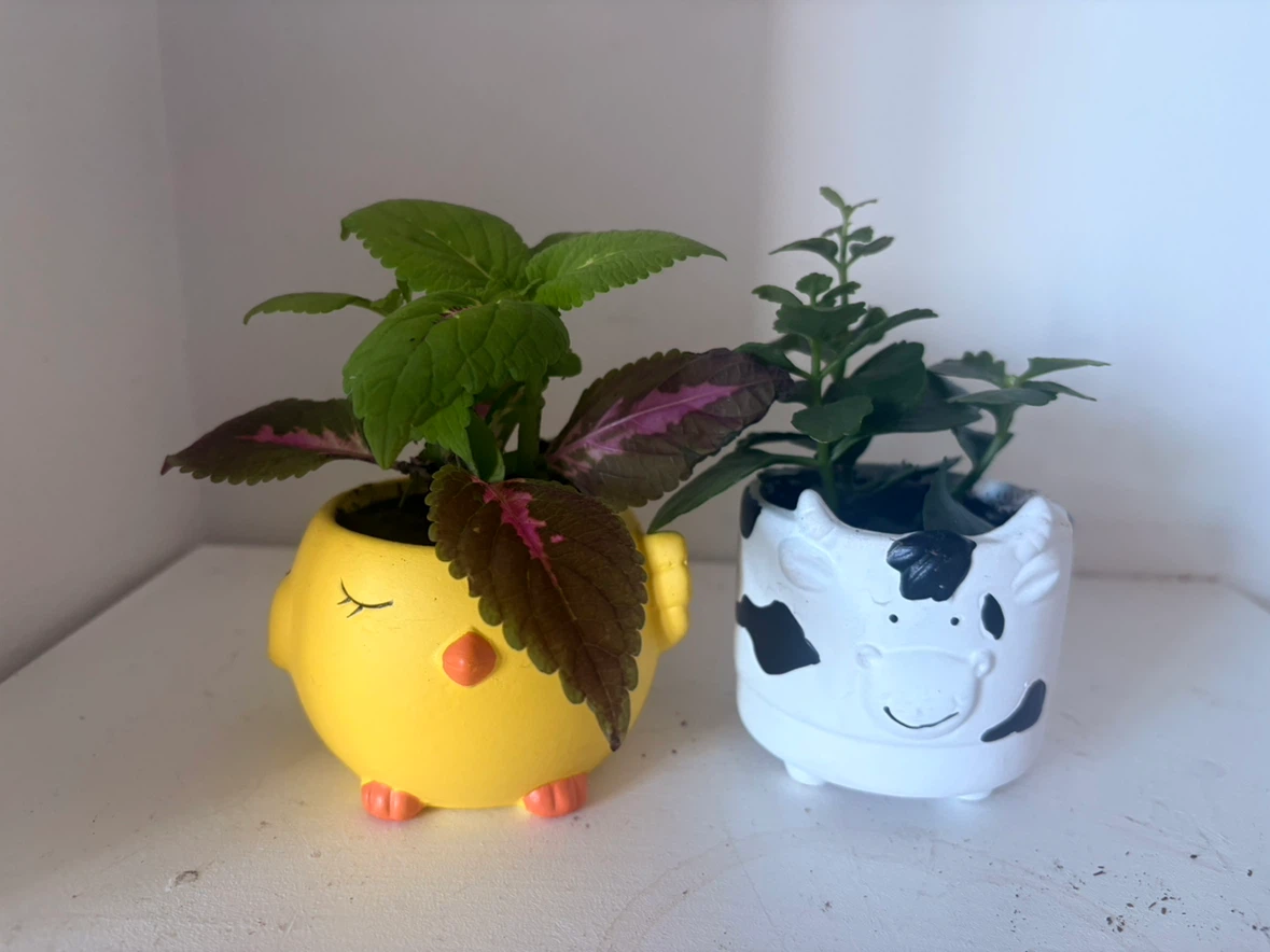 Set of 3 Small Potted Plants💓each one is $10 - photo 3
