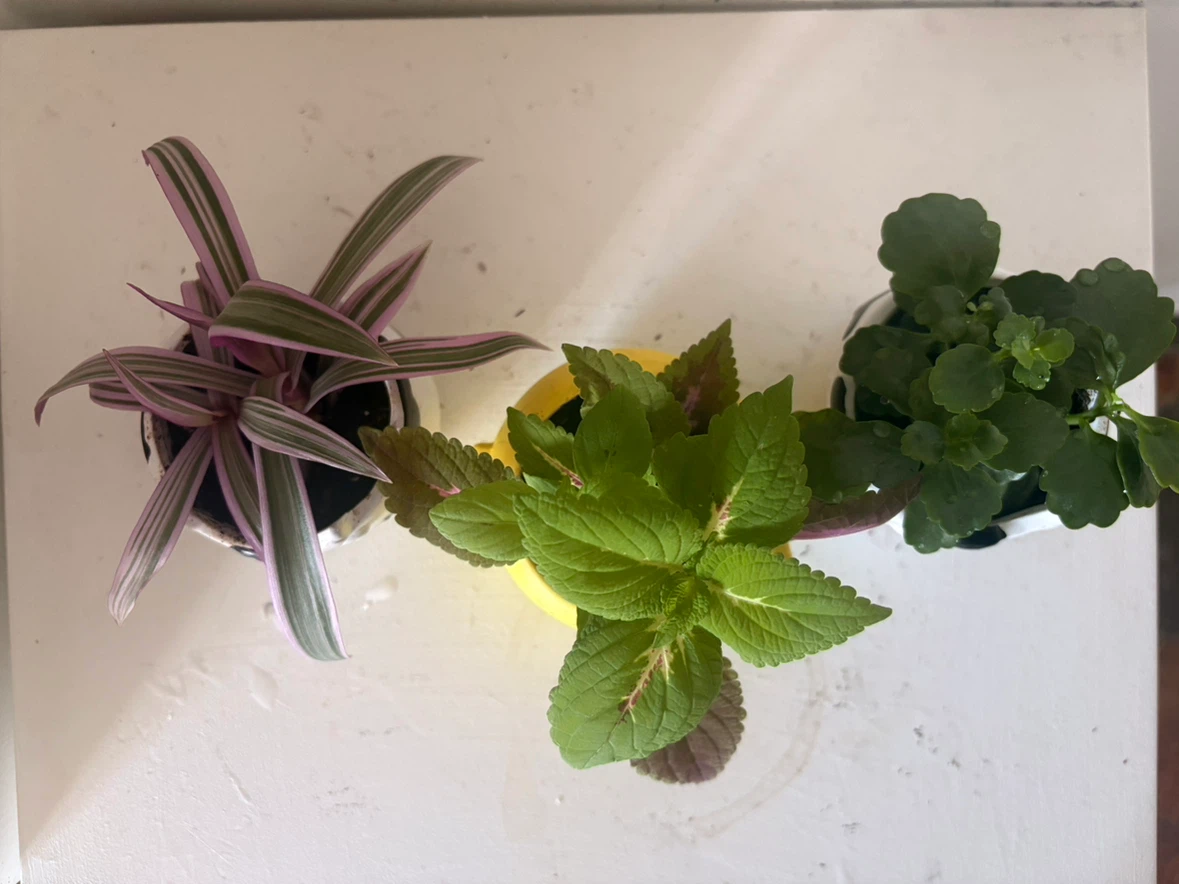 Set of 3 Small Potted Plants💓each one is $10 - photo 4
