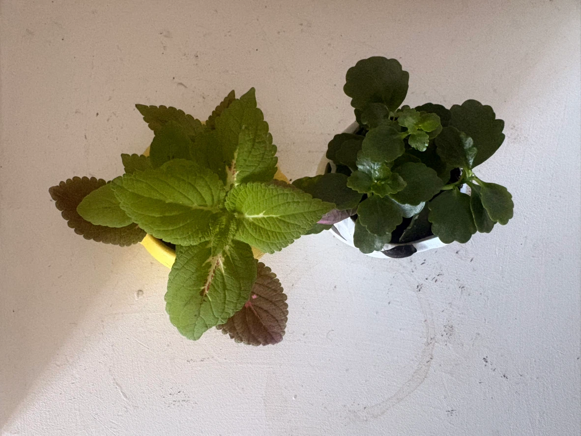 Set of 3 Small Potted Plants💓each one is $10 - photo 5