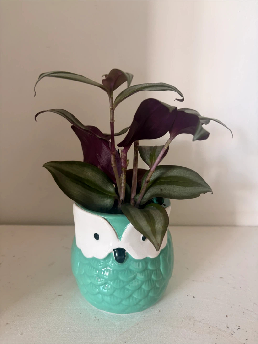 Tradescantia Zebrina in Owl Pot