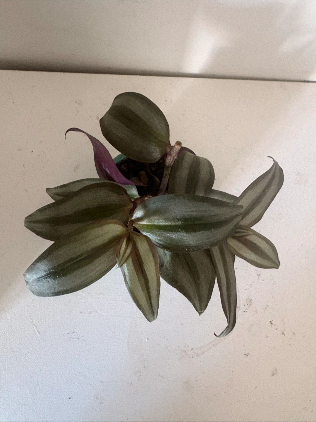 Tradescantia Zebrina in Owl Pot - photo 2