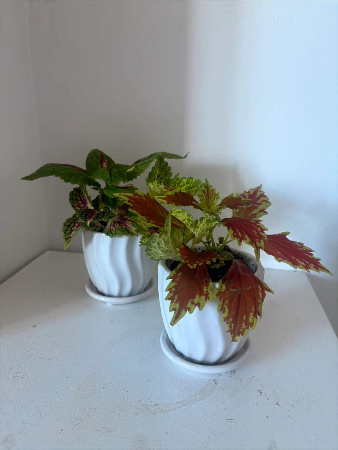 Two Coleus Plants in White Ceramic Pots