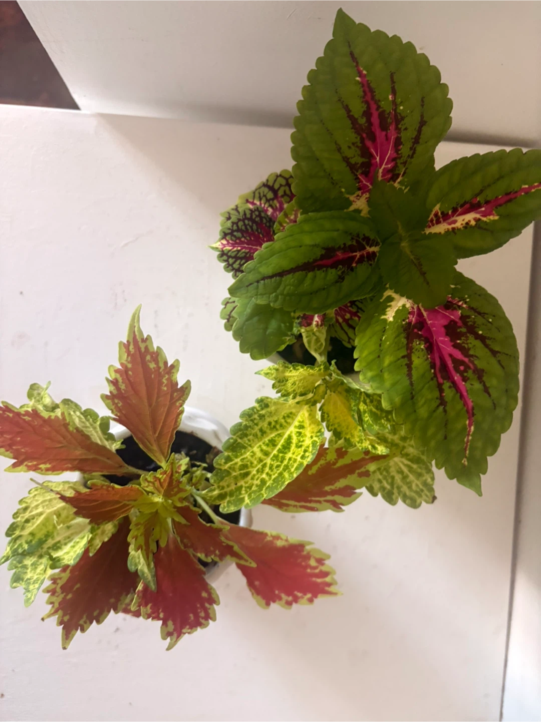 Two Coleus Plants in White Ceramic Pots - photo 2