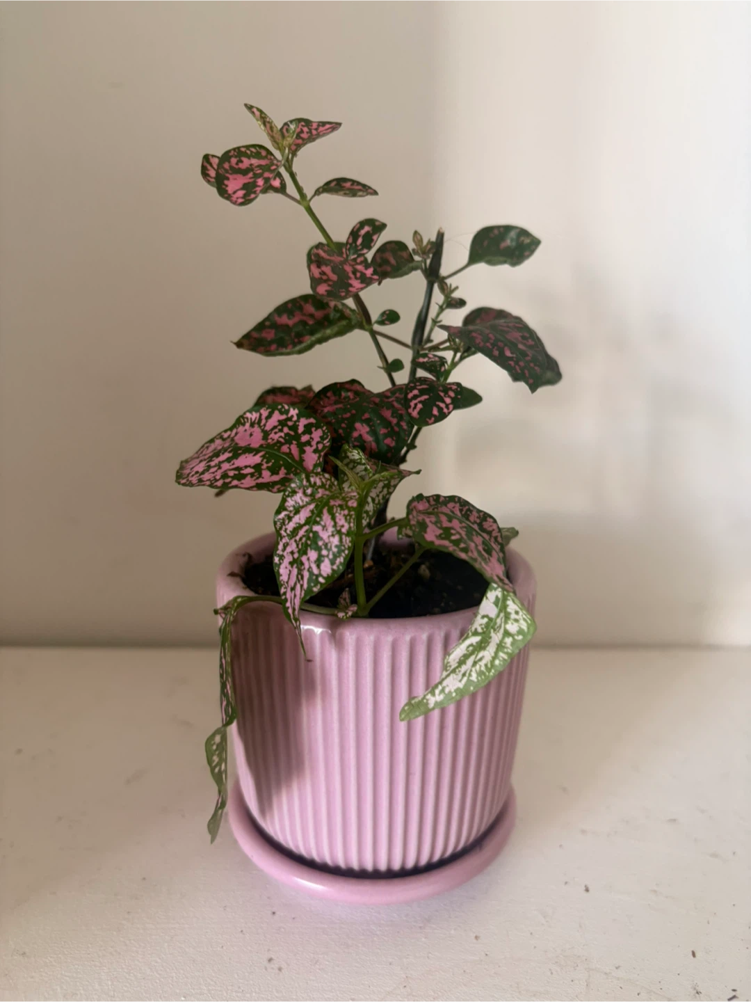 Polka Dot Plant in Pink Ceramic Pot