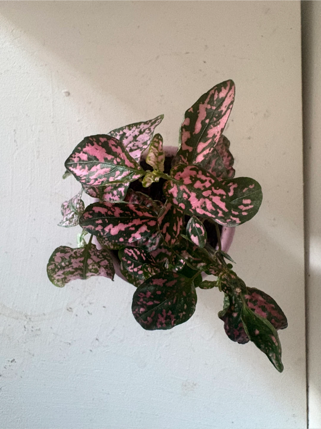 Polka Dot Plant in Pink Ceramic Pot - photo 2