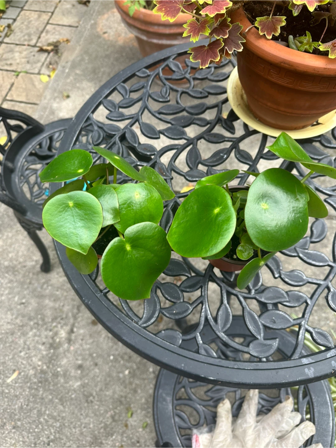 Two Pilea Peperomioides Houseplants