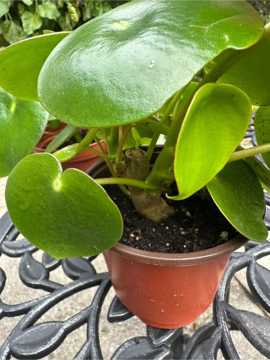Two Pilea Peperomioides Houseplants - photo 2