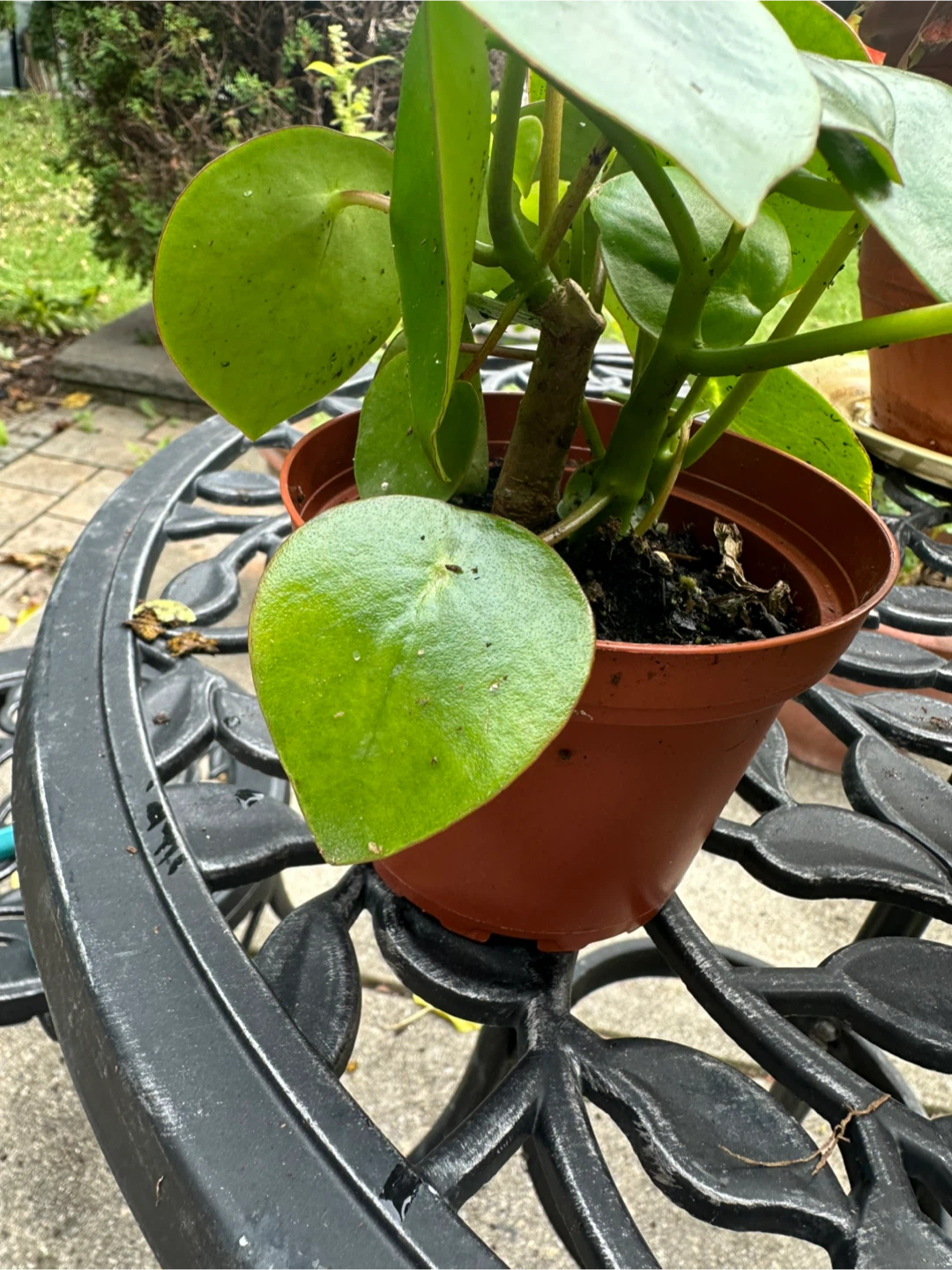 Two Pilea Peperomioides Houseplants - photo 3