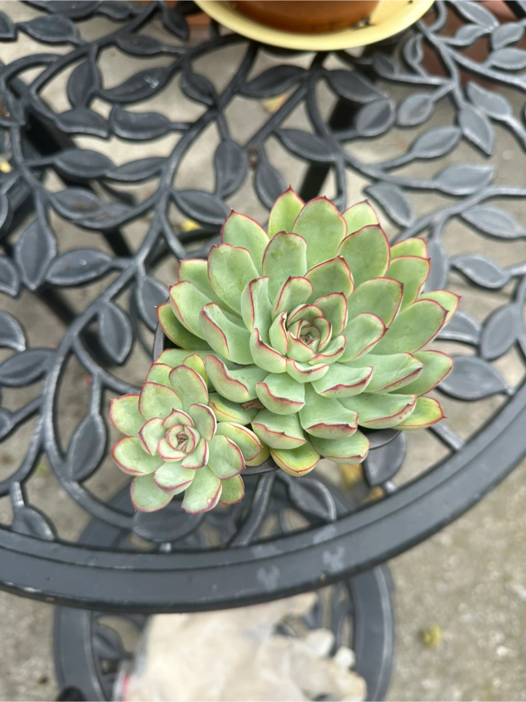 Assorted Succulents in Pots