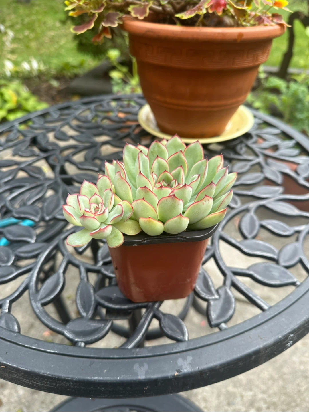 Assorted Succulents in Pots - photo 2