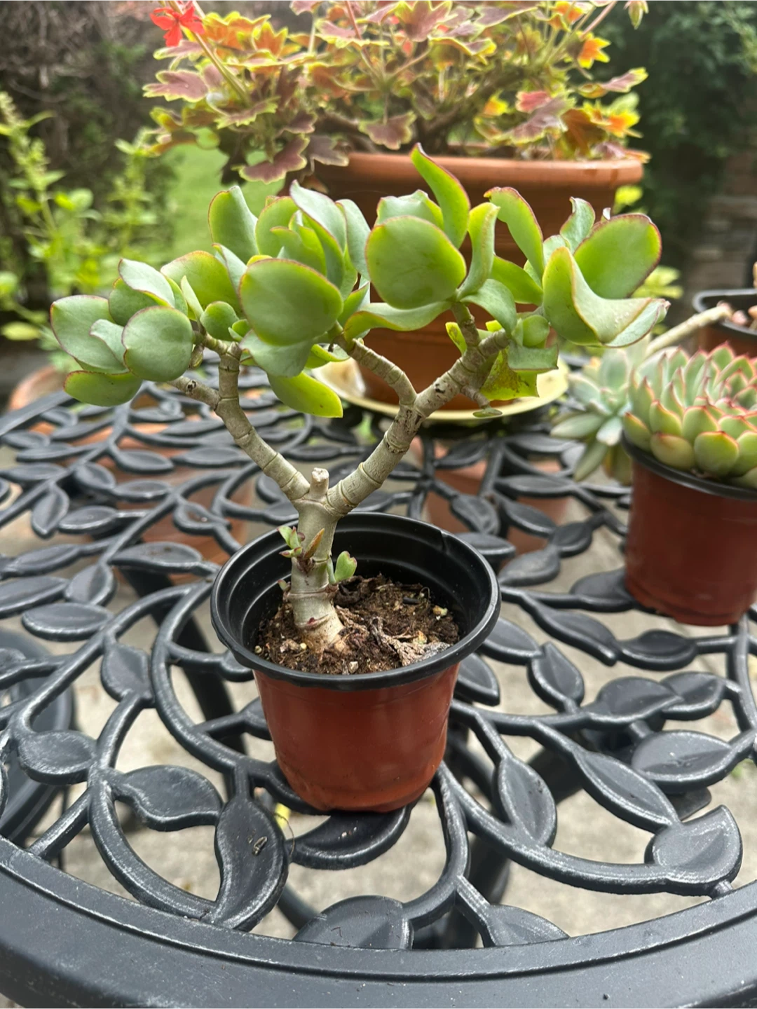 Assorted Succulents in Pots - photo 3