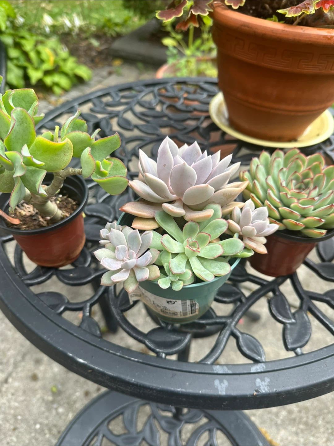 Assorted Succulents in Pots - photo 4