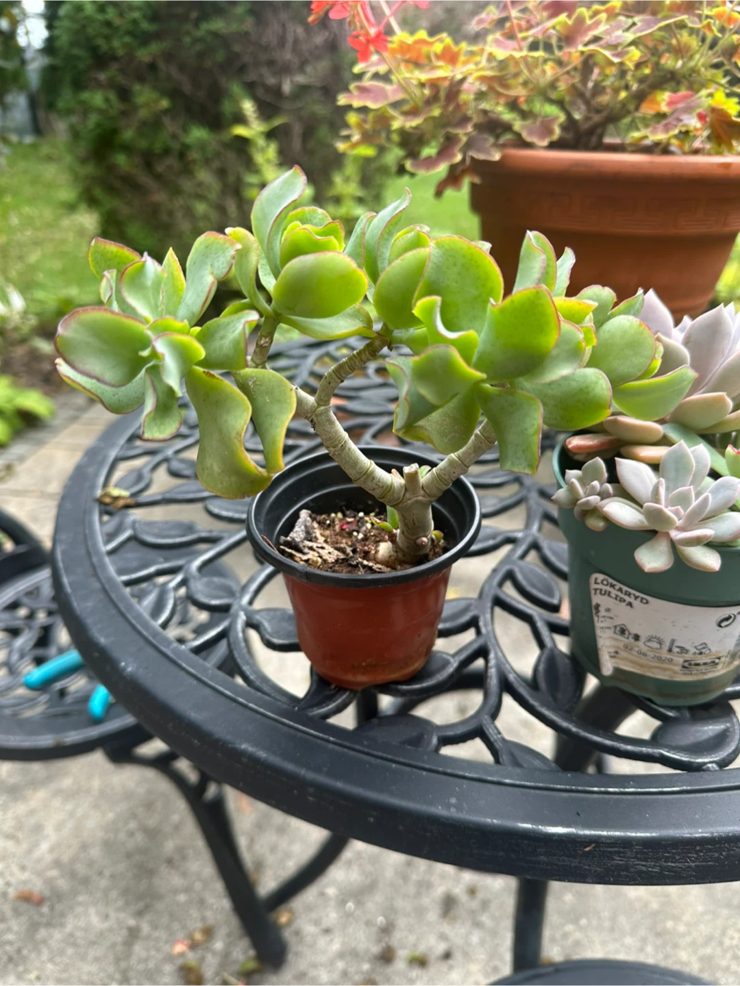 Assorted Succulents in Pots - photo 5