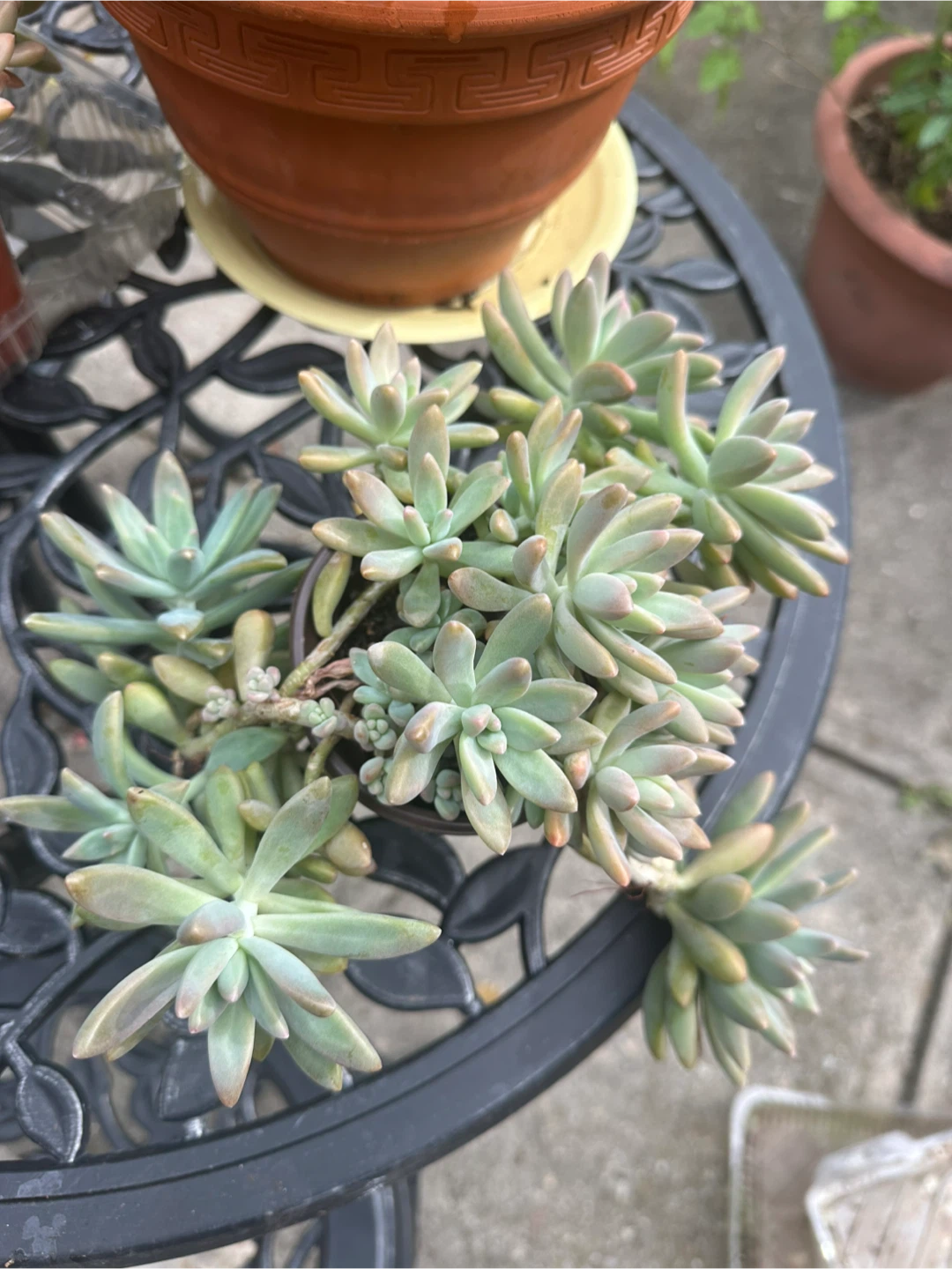 Trailing Succulent Plant