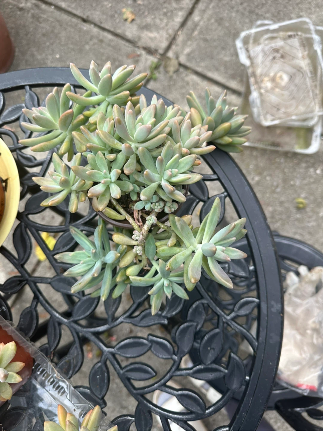 Trailing Succulent Plant - photo 2