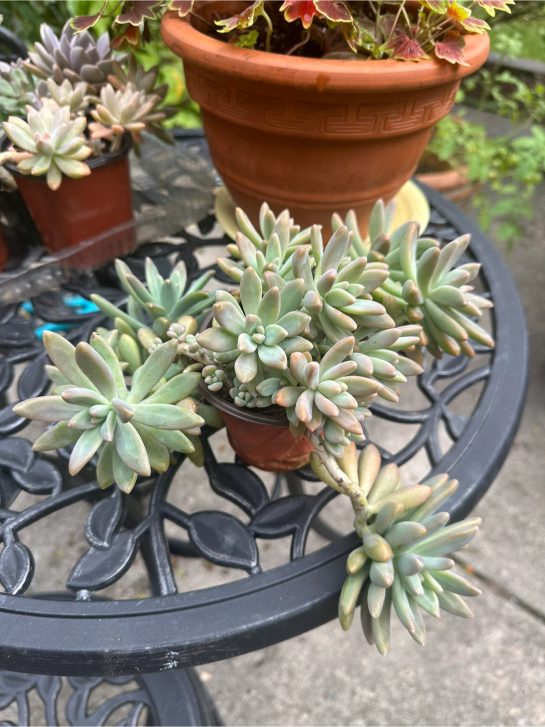 Trailing Succulent Plant - photo 3