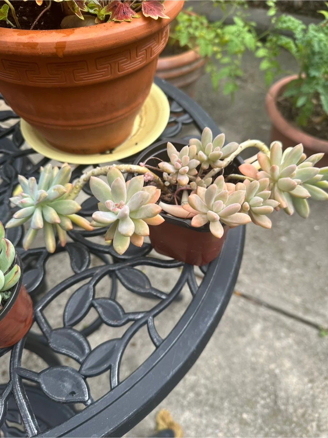Trailing Succulent in Small Nursery Pot