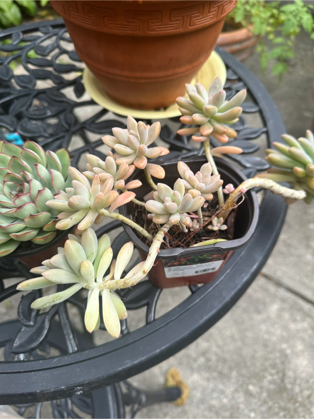 Trailing Succulent in Small Nursery Pot - photo 2
